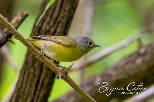 Nashville Warbler