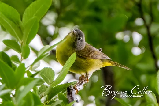 Nashville Warbler