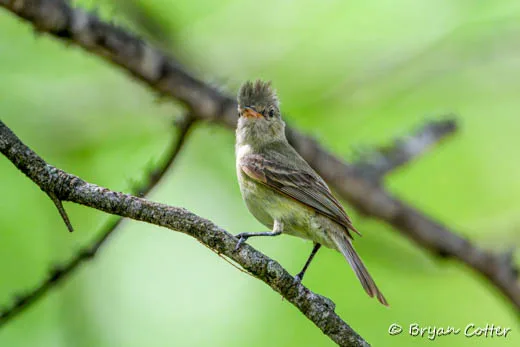 Northern Beardless-Tyrannulet
