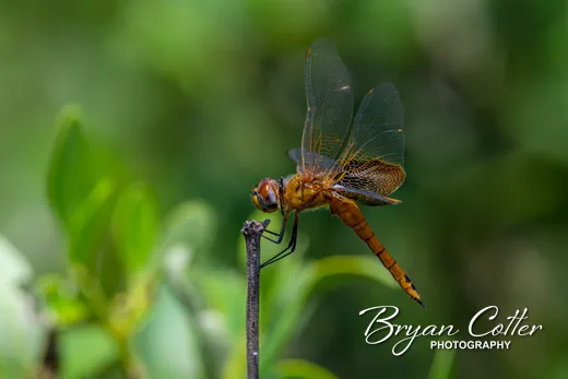 Needham's Skimmer photographed in Texas by Bryan Cotter
