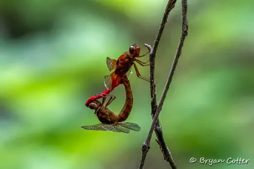 Neon Skimmer