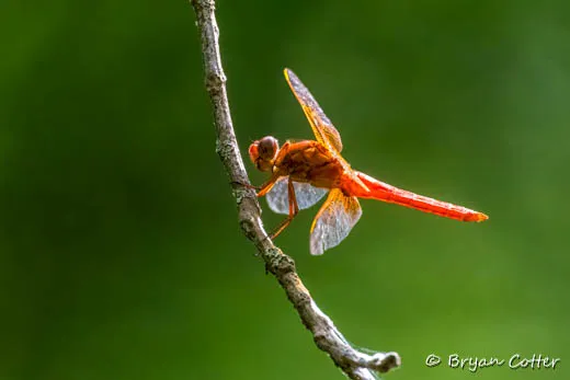 Neon Skimmer