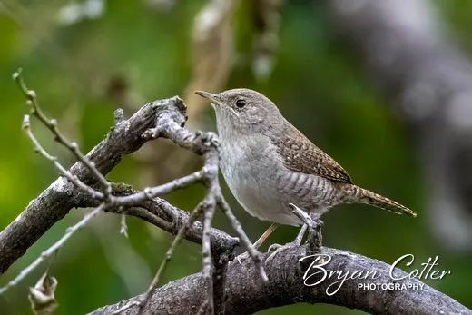 Northern House Wren photographed in Texas by Bryan Cotter