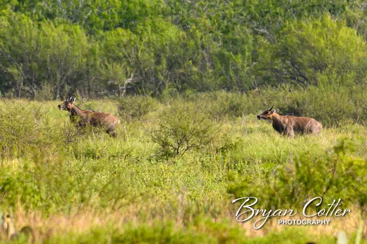 Nilgai photographed in Texas by Bryan Cotter