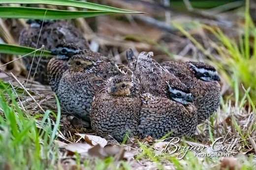 Northern Bobwhite