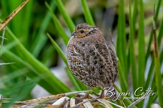 Northern Bobwhite