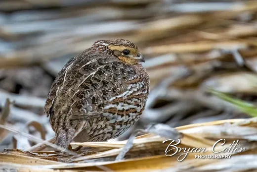 Northern Bobwhite
