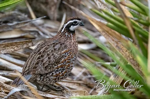 Northern Bobwhite