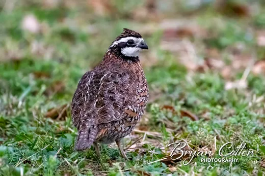 Northern Bobwhite