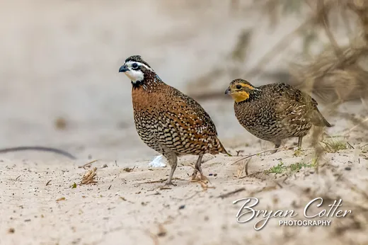 Northern Bobwhite