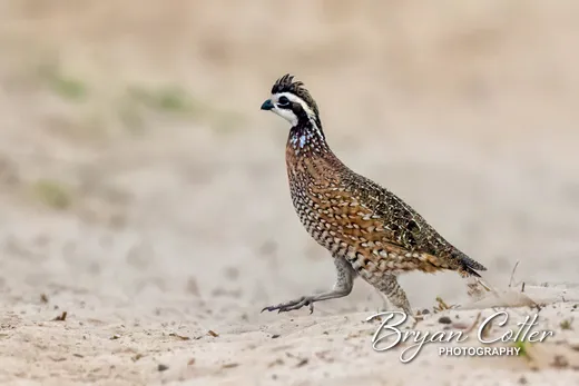 Northern Bobwhite