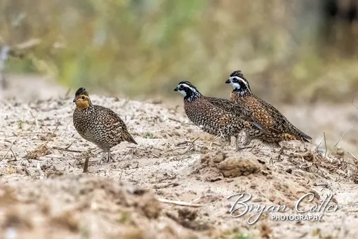 Northern Bobwhite