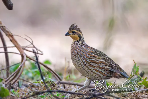 Northern Bobwhite