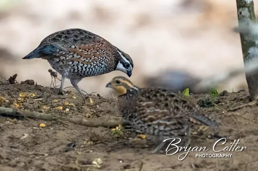Northern Bobwhite
