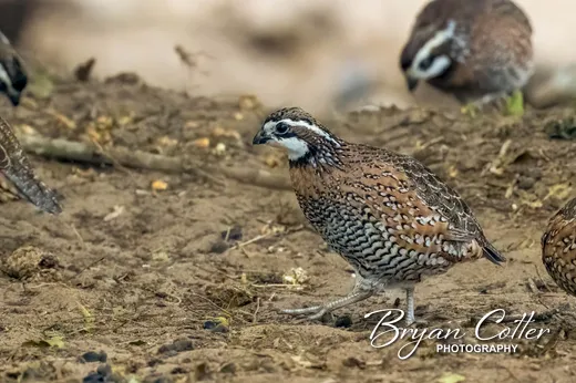 Northern Bobwhite