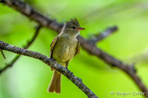 Northern Beardless-Tyrannulet photographed in Texas by Bryan Cotter