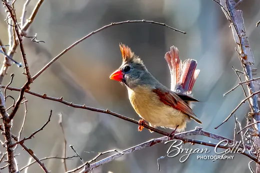 Northern Cardinal