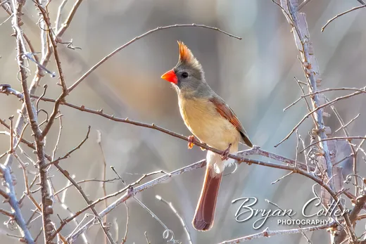 Northern Cardinal