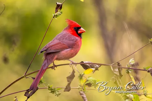 Northern Cardinal