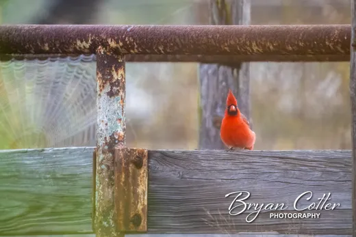 Northern Cardinal