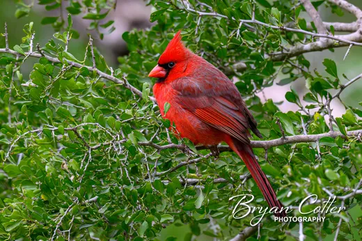 Northern Cardinal