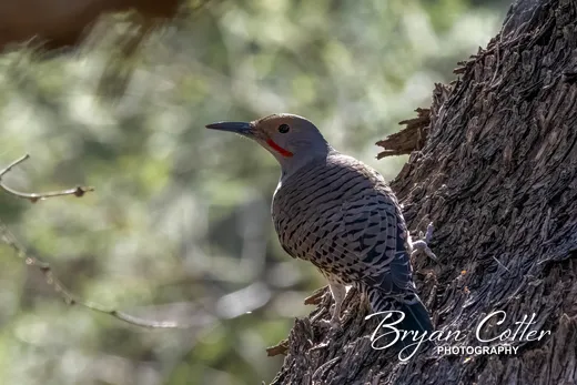 Texas woodpeckers photo gallery