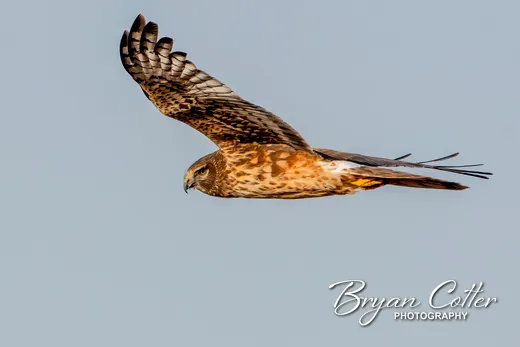 Northern Harrier
