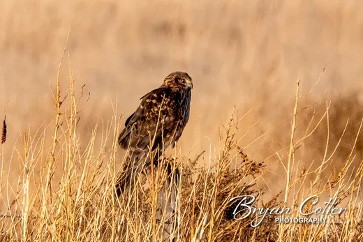 Northern Harrier