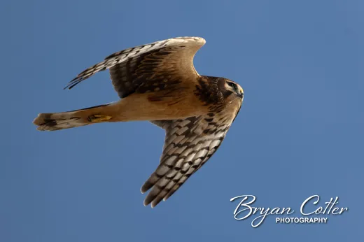 Northern Harrier