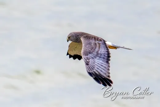 Northern Harrier