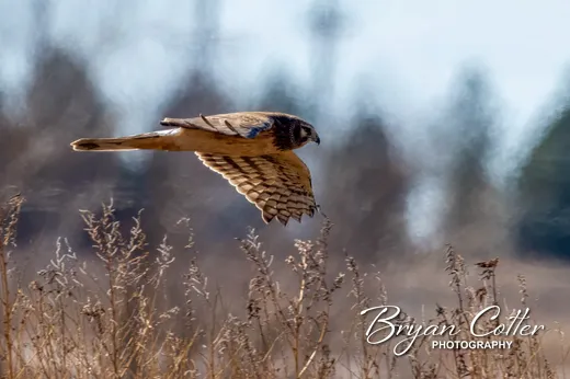 Northern Harrier photographed in the North Texas region of Texas by Bryan Cotter