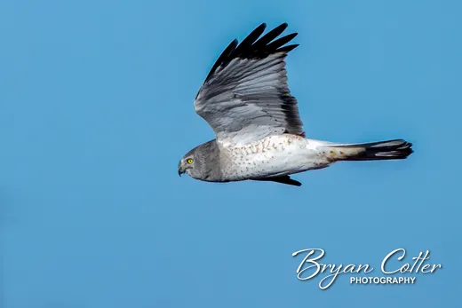 Northern Harrier