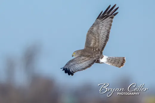 Northern Harrier