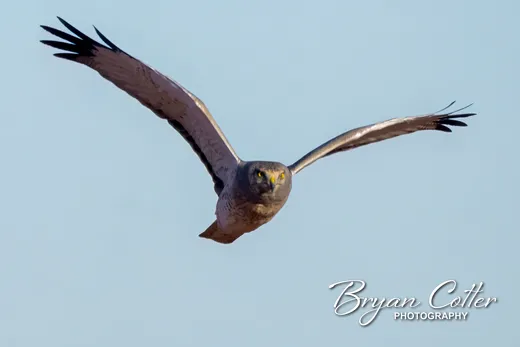Northern Harrier