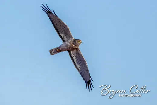 Northern Harrier
