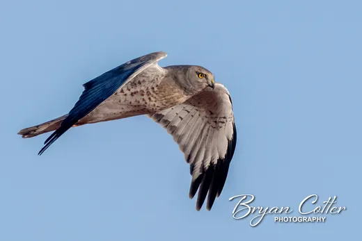 Northern Harrier
