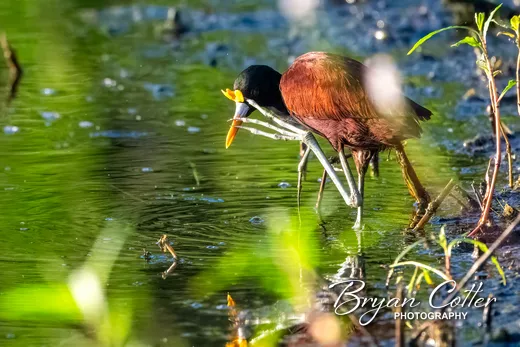 Northern Jacana
