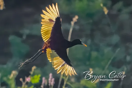Northern Jacana