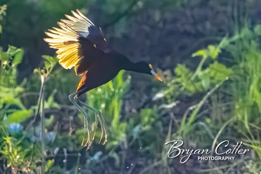 Northern Jacana