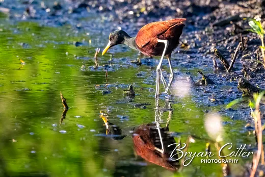Northern Jacana