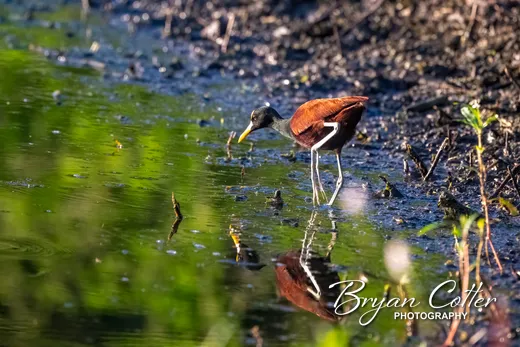 Northern Jacana