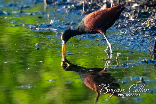 Northern Jacana