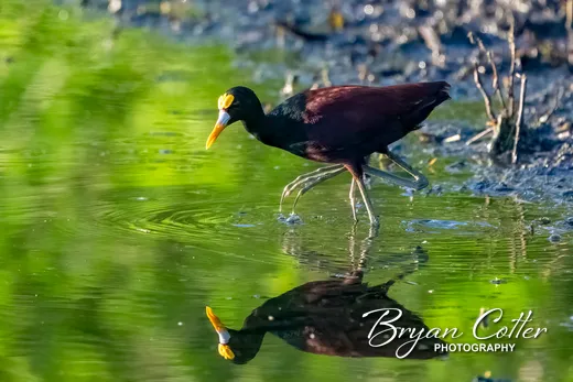 Northern Jacana