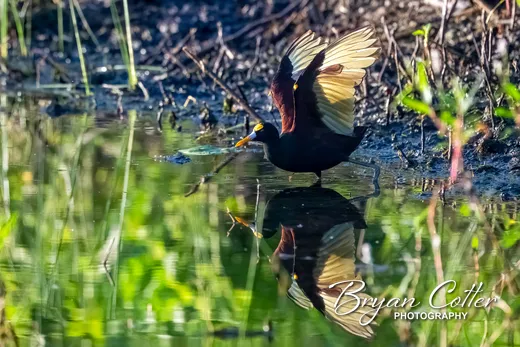 Northern Jacana