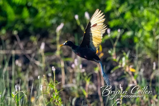 Northern Jacana