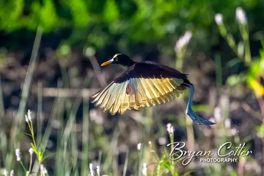 Northern Jacana