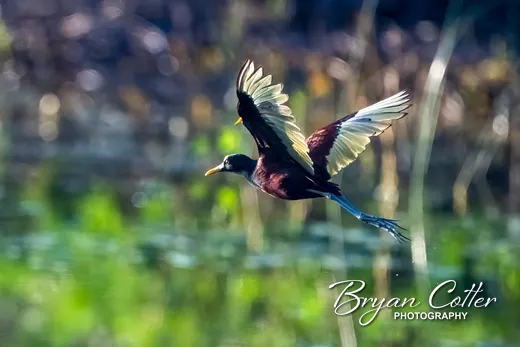 Northern Jacana