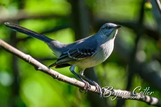 Northern Mockingbird
