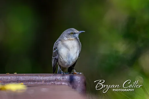 Northern Mockingbird
