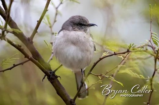 Northern Mockingbird